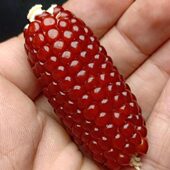 玉米把件文玩市面上 新宠儿晶莹剔透手感光滑细腻很漂亮盘玩把件