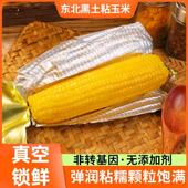 东北当季 粘苞米饱腹代餐早餐粗粮粘玉米软糯 黄糯玉米金箔真空装