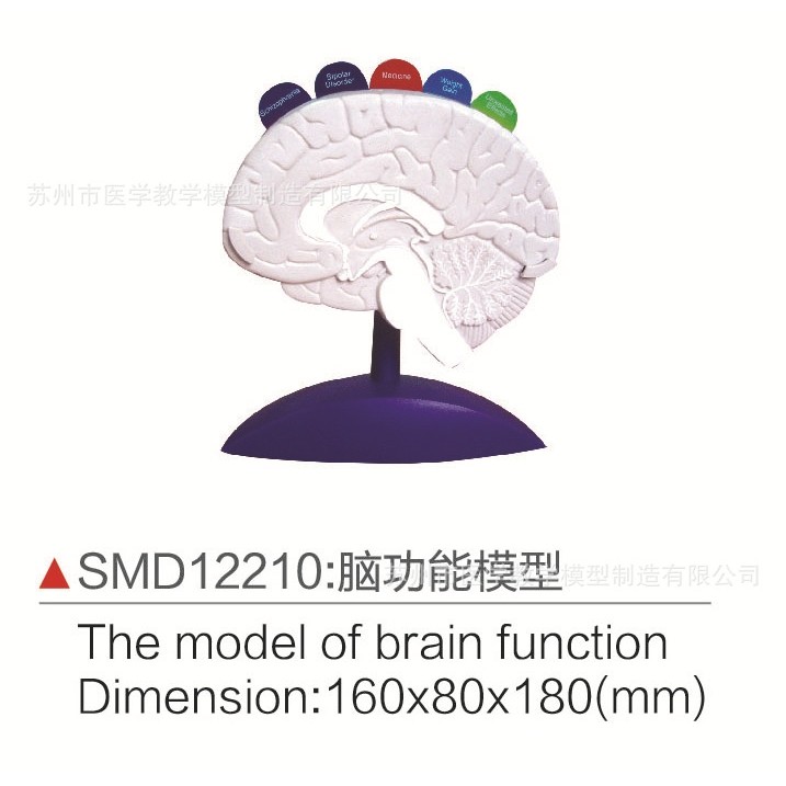 SMD12210脑功能模型,文具电教/文化用品/商务用品,教学标本/模型,淘宝优惠券,粉丝福利购,淘宝优惠卷