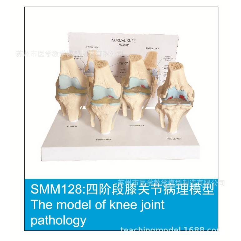 SMM系列促销模型,文具电教/文化用品/商务用品,教学标本/模型,淘宝优惠券,粉丝福利购,淘宝优惠卷