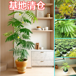 日本原装密叶猴耳环耐阴好养室内观叶盆栽长青绿植