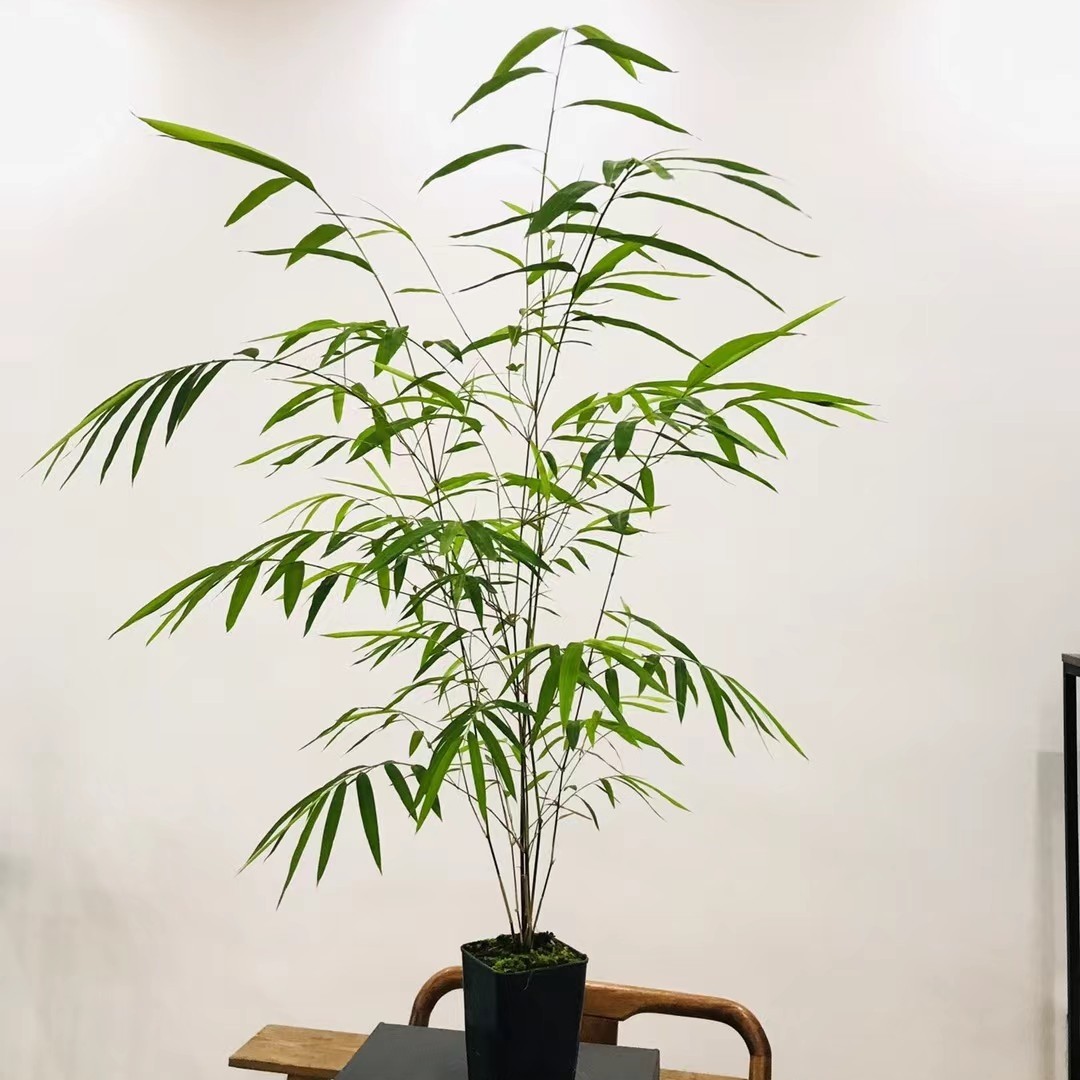 门内竹名贵竹子新中式茶桌摆件室内耐阴观叶绿植基地直发桌面茶桌