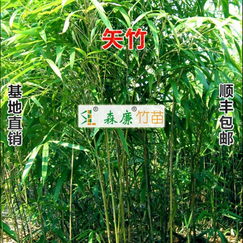 矢竹高野竹鱼竿用竹子渔具竹材原料园林绿化观赏竹类植物