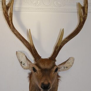 大号工艺鹿头标本壁挂墙饰A2商务会所 酒吧挂件装饰摆设 欧式装饰