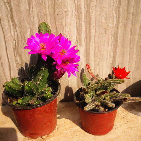 多肉植物毛毛虫多头群生仙人指白檀仙人掌办公桌花卉绿植进化空气