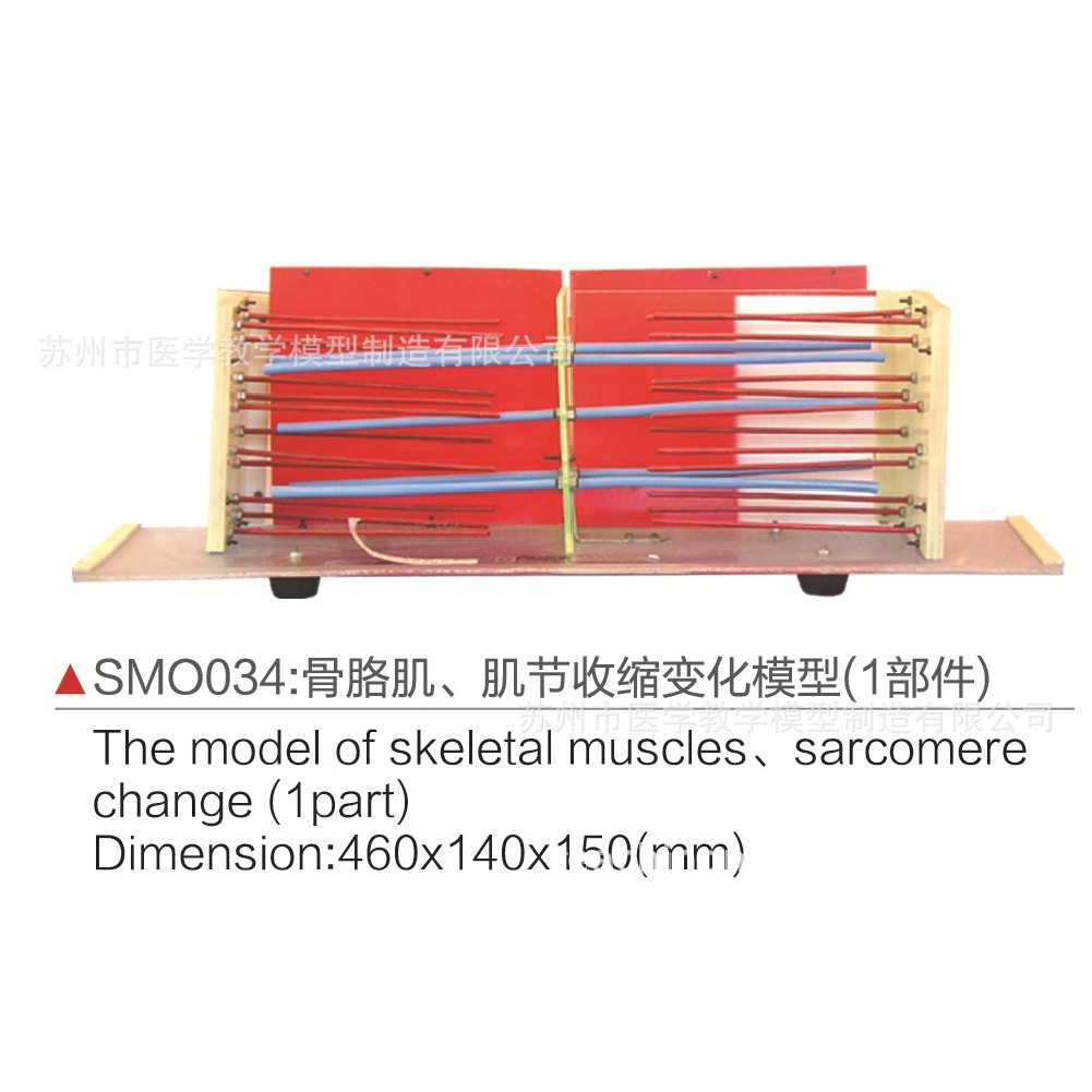 SMO034骨骼肌、肌节收缩变化模型（1部件）,五金/工具,其他电气设备用绝缘配件,淘宝优惠券,粉丝福利购,淘宝优惠卷
