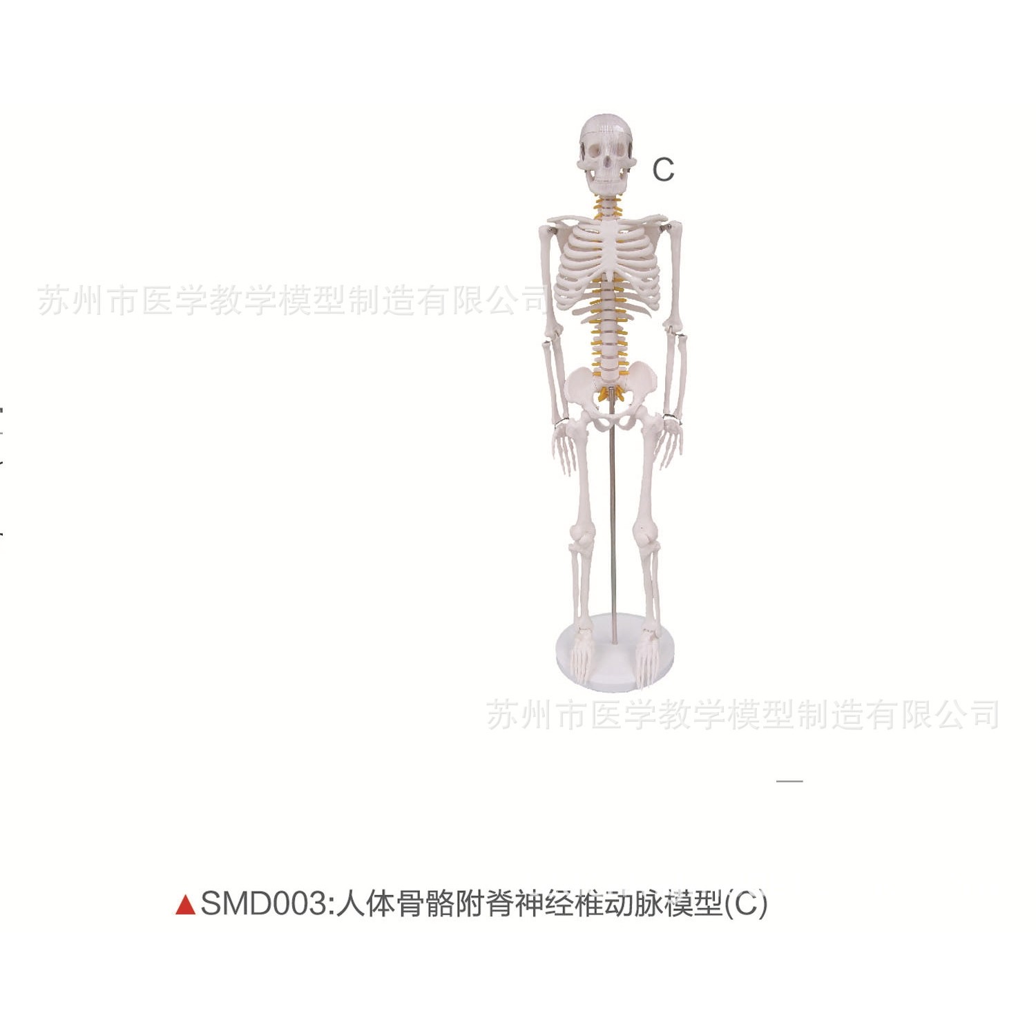 SMD003人体骨骼附脊神经椎动脉模型C,文具电教/文化用品/商务用品,教学标本/模型,淘宝优惠券,粉丝福利购,淘宝优惠卷