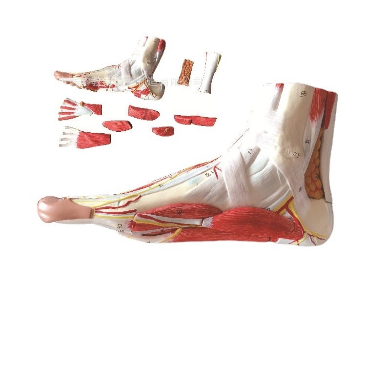 厂家直供SMD1373足底层次解剖模型 直供教学模具足底层次解剖模型,文具电教/文化用品/商务用品,教学标本/模型,淘宝优惠券,粉丝福利购,淘宝优惠卷