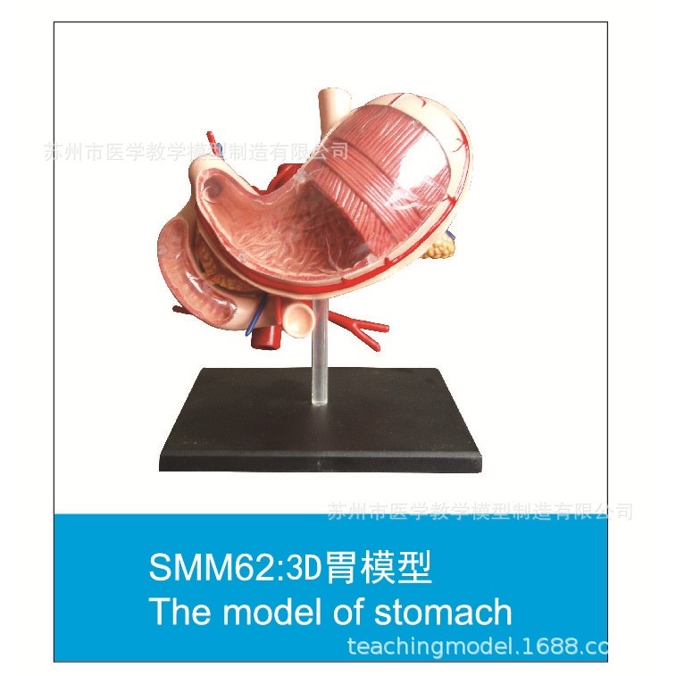 SMM系列促销模型,文具电教/文化用品/商务用品,教学标本/模型,淘宝优惠券,粉丝福利购,淘宝优惠卷