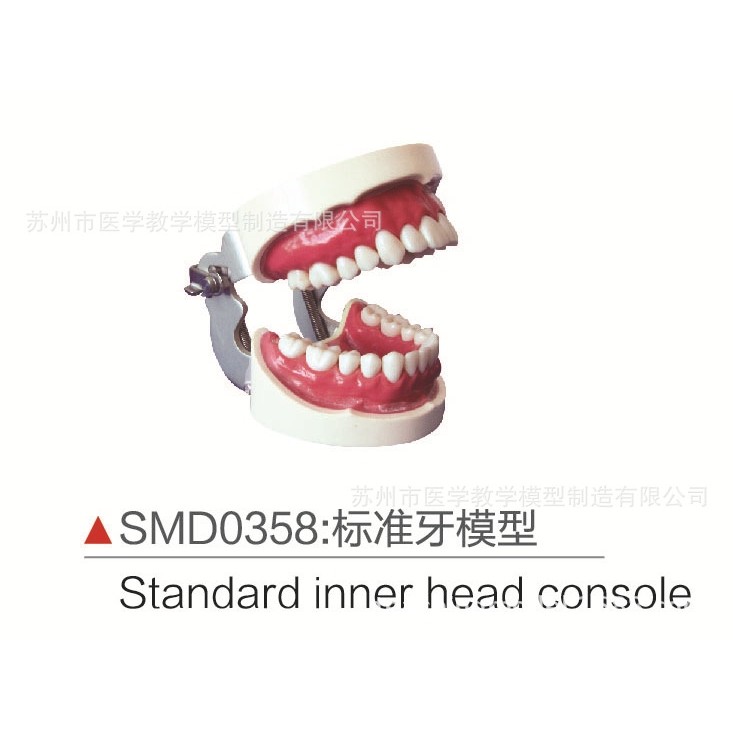 SMD0358标准牙模型,文具电教/文化用品/商务用品,教学标本/模型,淘宝优惠券,粉丝福利购,淘宝优惠卷