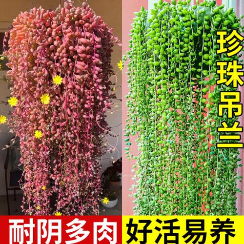 佛珠多肉植物情人泪吊兰盆栽室内长藤垂吊紫玄月名贵绿植阳台花卉