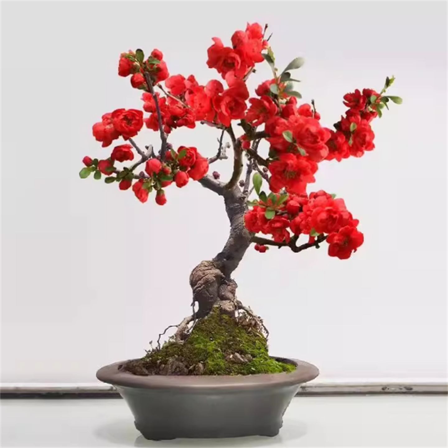 日本重瓣长寿冠海棠花苗盆景