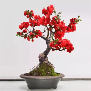 日本重瓣长寿冠海棠花苗盆景室内外观花好养老桩卉海棠花苗盆栽