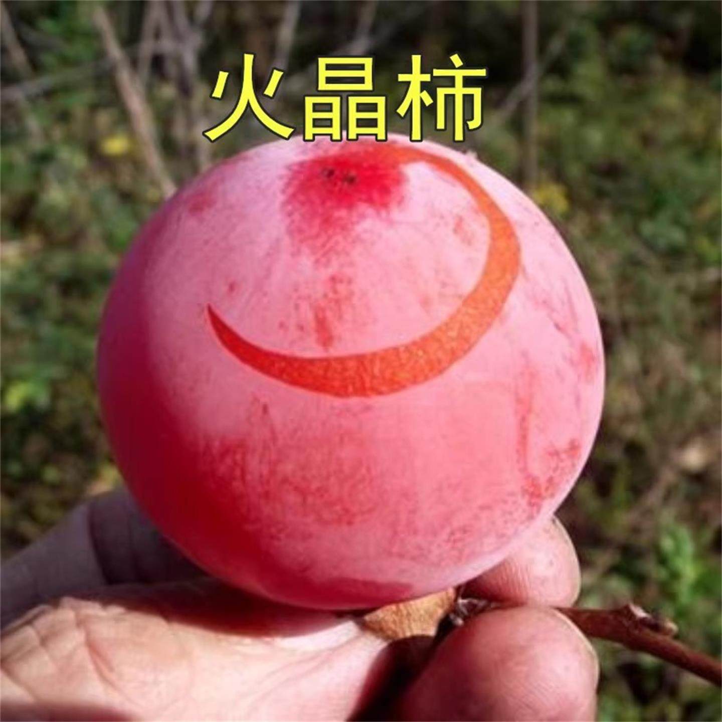 各种稀有水果柿树苗火晶子