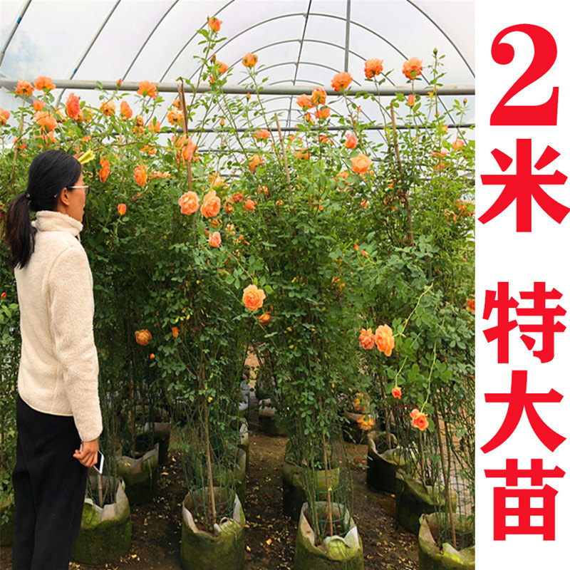 母系月季花苗特大花蔷薇花苗树状爬藤盆栽开花庭院拱门花植物浓香