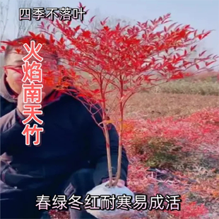 四季不落叶火焰南天竹苗红叶观赏绿化苗木耐寒易成活富贵风南北方