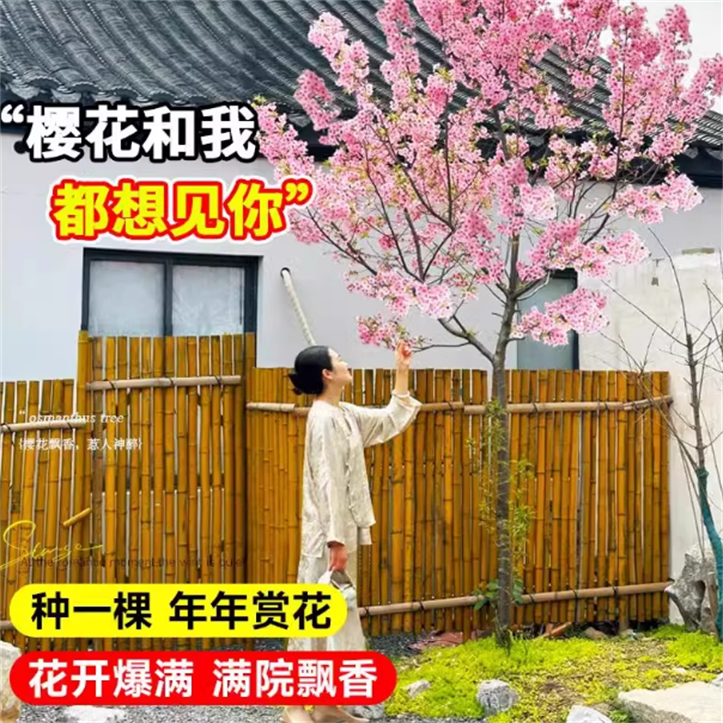 樱花树苗庭院地栽南北大型风景树染井吉野早樱晚樱别墅绿化工程树