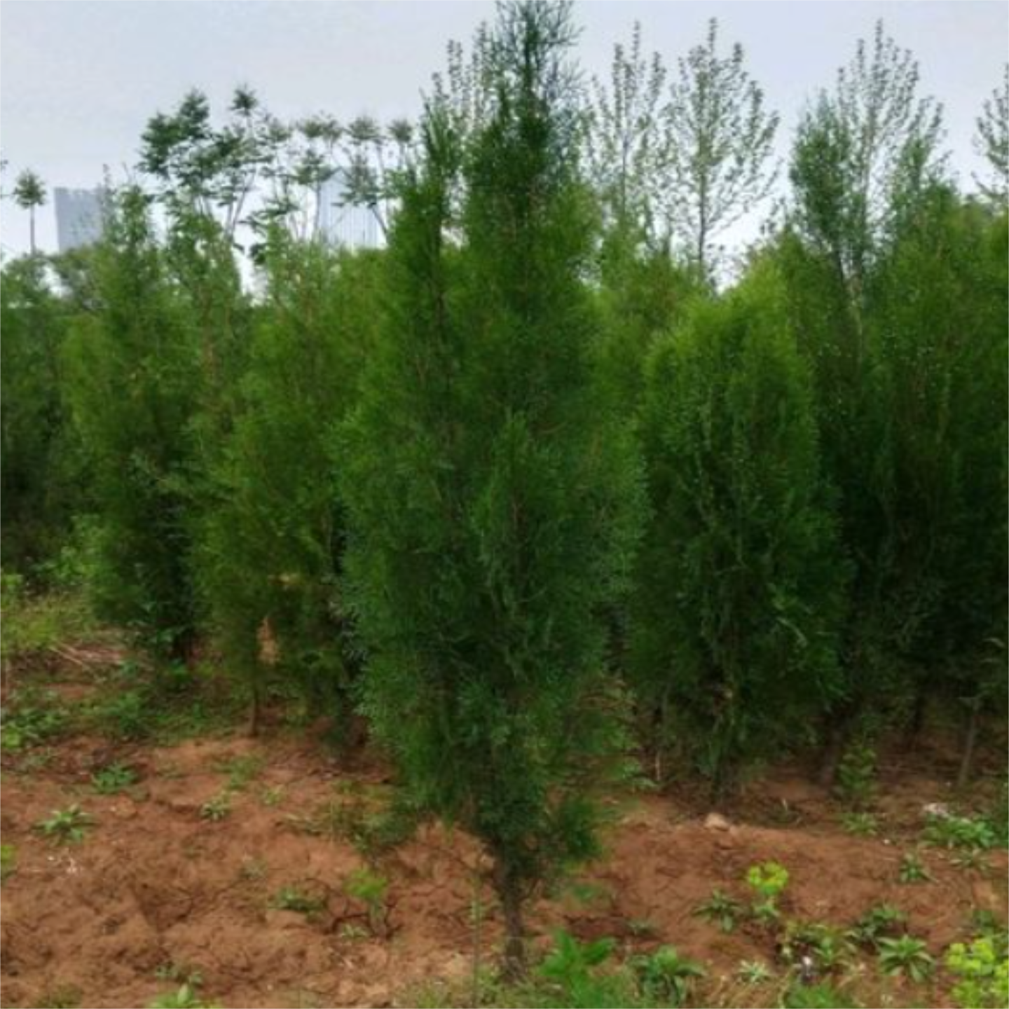 松柏树苗四季常绿耐寒耐旱庭院围墙绿植侧柏龙柏基地直销现挖现发