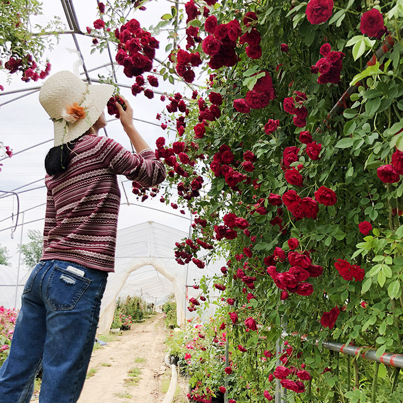 藤本月季花苗特大花室外蔷薇花苗