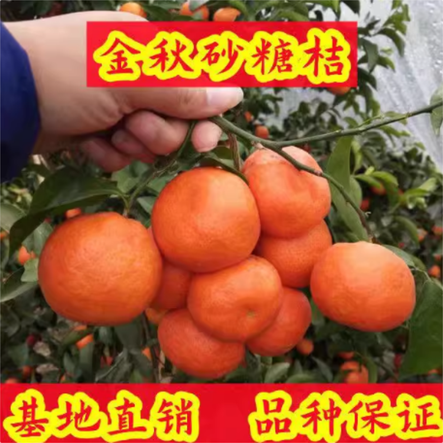 多品种果树苗南北方可种盆栽地栽