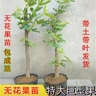 精品无花果树苗嫁接苗南北方种植盆栽地栽当年结果高产庭院果树苗