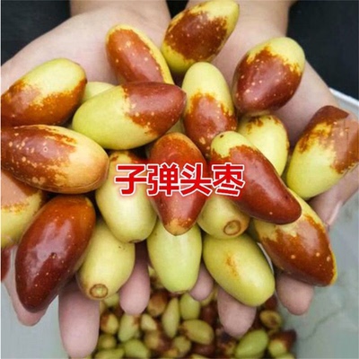 月牙枣子弹头甘甜西翠稀抗病好养