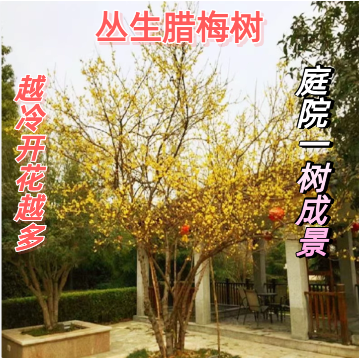高杆腊梅花树苗丛生庭院别墅耐寒冬季开花卉植物浓香红梅腊梅花树