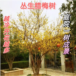 高杆腊梅花树苗丛生庭院别墅耐寒冬季开花卉植物浓香红梅腊梅花树