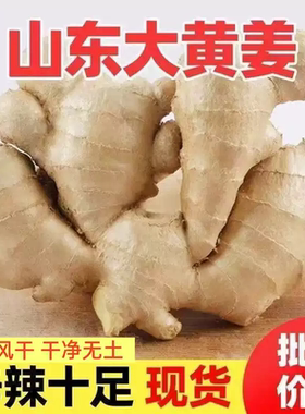 农家种植姜块生姜老姜