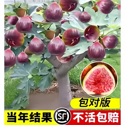 无花果树苗特大带土盆栽种