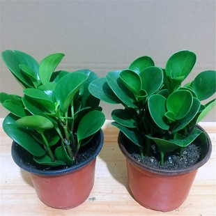 豆瓣绿青叶碧玉四季 常青室内办公室盆栽水培绿萝花卉绿植