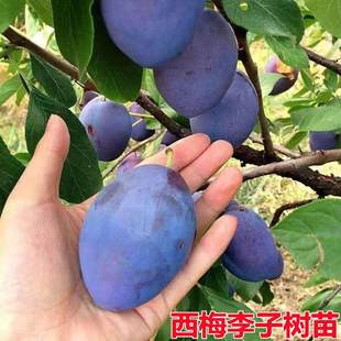西梅树树苗特大盆栽地载当年结果南方北方种植西梅李子果树苗带土