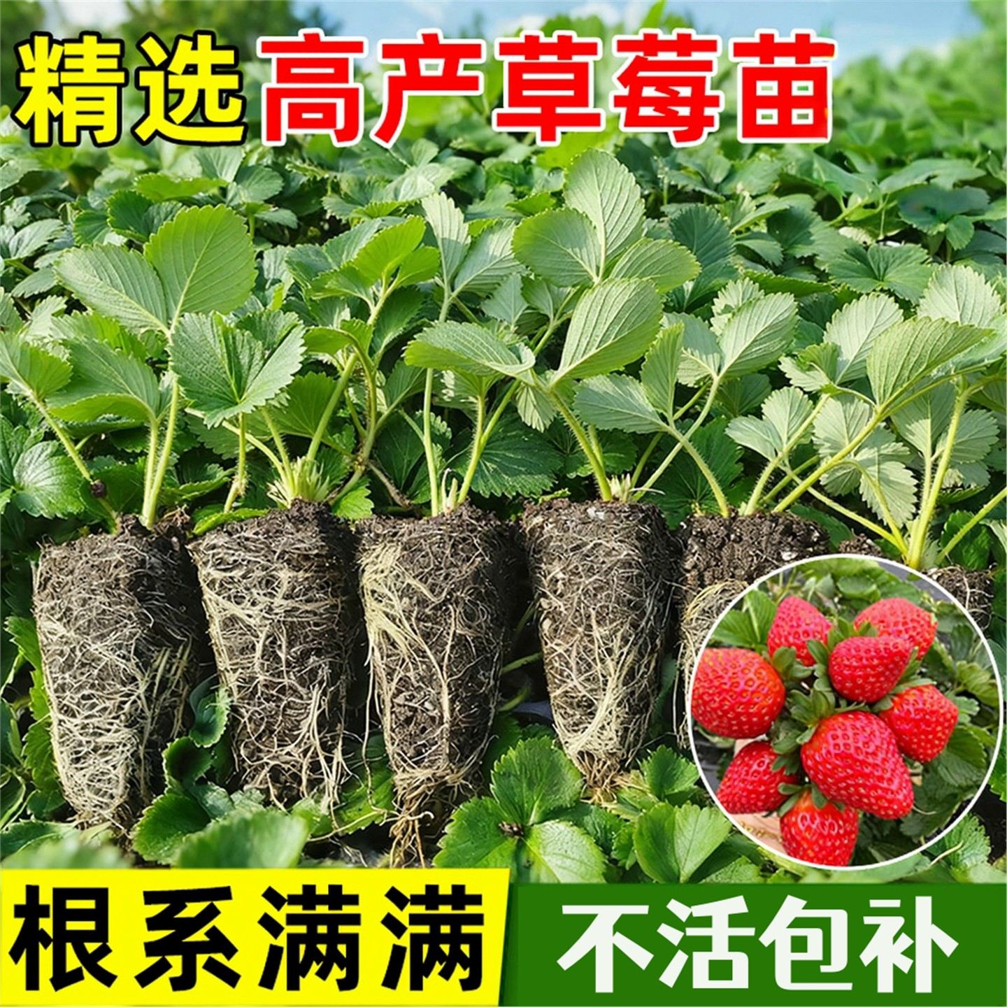 草莓苗秧穴盘四季结果盆栽