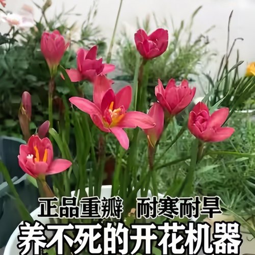 清香型重瓣风雨兰种球庭院