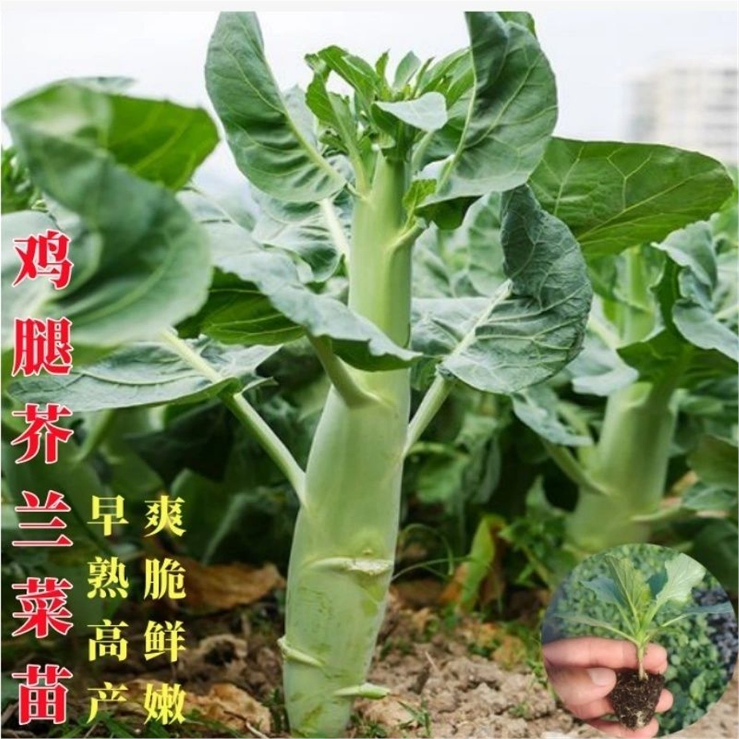 鸡腿芥蓝秧苗甜脆大笋香菇