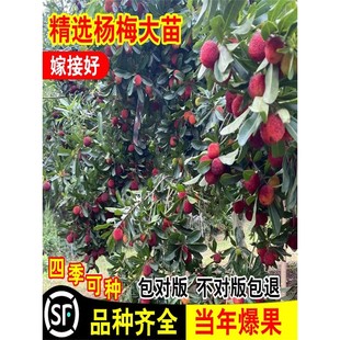 杨梅苗树苗正宗嫁接东魁杨黑炭梅苗盆栽南方地栽特大果苗当年结果