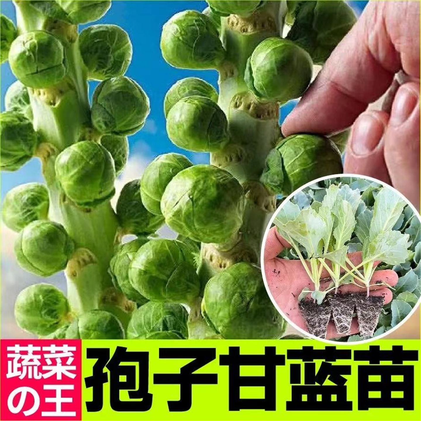 孢子甘蓝苗秧迷你食用小包