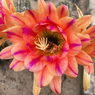 粉色条纹 毛花柱仙人球 花色漂亮 纹理清晰 对版 多肉植物