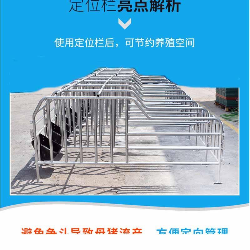 包邮国标镀锌母猪定位栏限位栏不带食槽单体栏猪用猪栏猪圈猪笼
