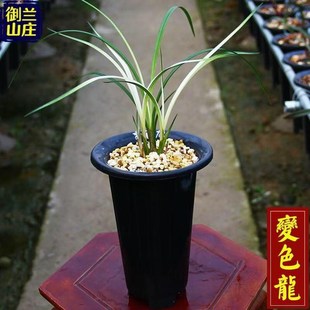 经典 兰花苗春剑变色龙精品苗荷瓣色花名贵兰花花卉绿植