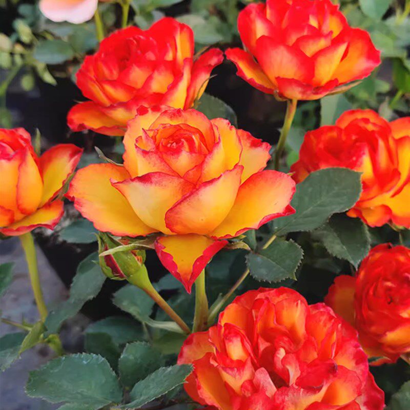 火焰月季花苗特大花浓香开花橘黄色庭院四季盆栽玫瑰花卉