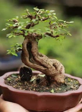 小叶米冬米叶冬青小叶女贞阳台室内客厅摆放小品盆景盆栽绿植素材