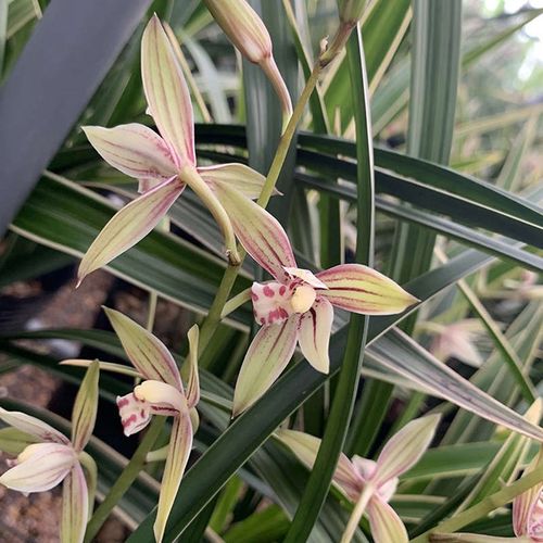 绿]室内外盆栽植花艺新鲜锦绣兰花[双全好 aa丹霞养