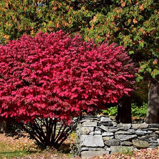 多年生耐寒耐热观叶植物火焰卫矛盆栽庭院阳台彩叶花卉冬季颜色红