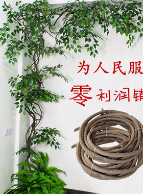 藤条藤蔓树藤枯藤老山藤红山藤树枝树叶水管装饰爬墙吊顶花架管道