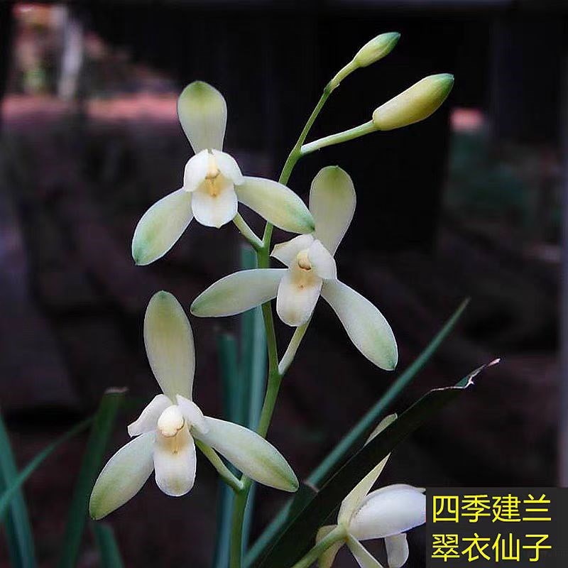 翠衣仙子细叶o建兰精品兰花好养易活