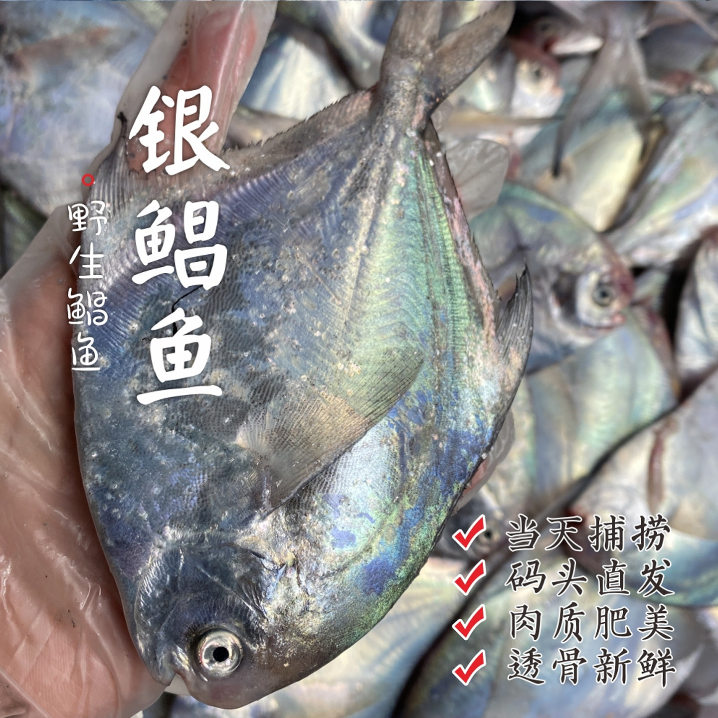C直播鲳鱼新鲜冷冻银鲳鱼白鲳海鲜水产鲜活海鱼平鱼仓鱼野生鲳鳊