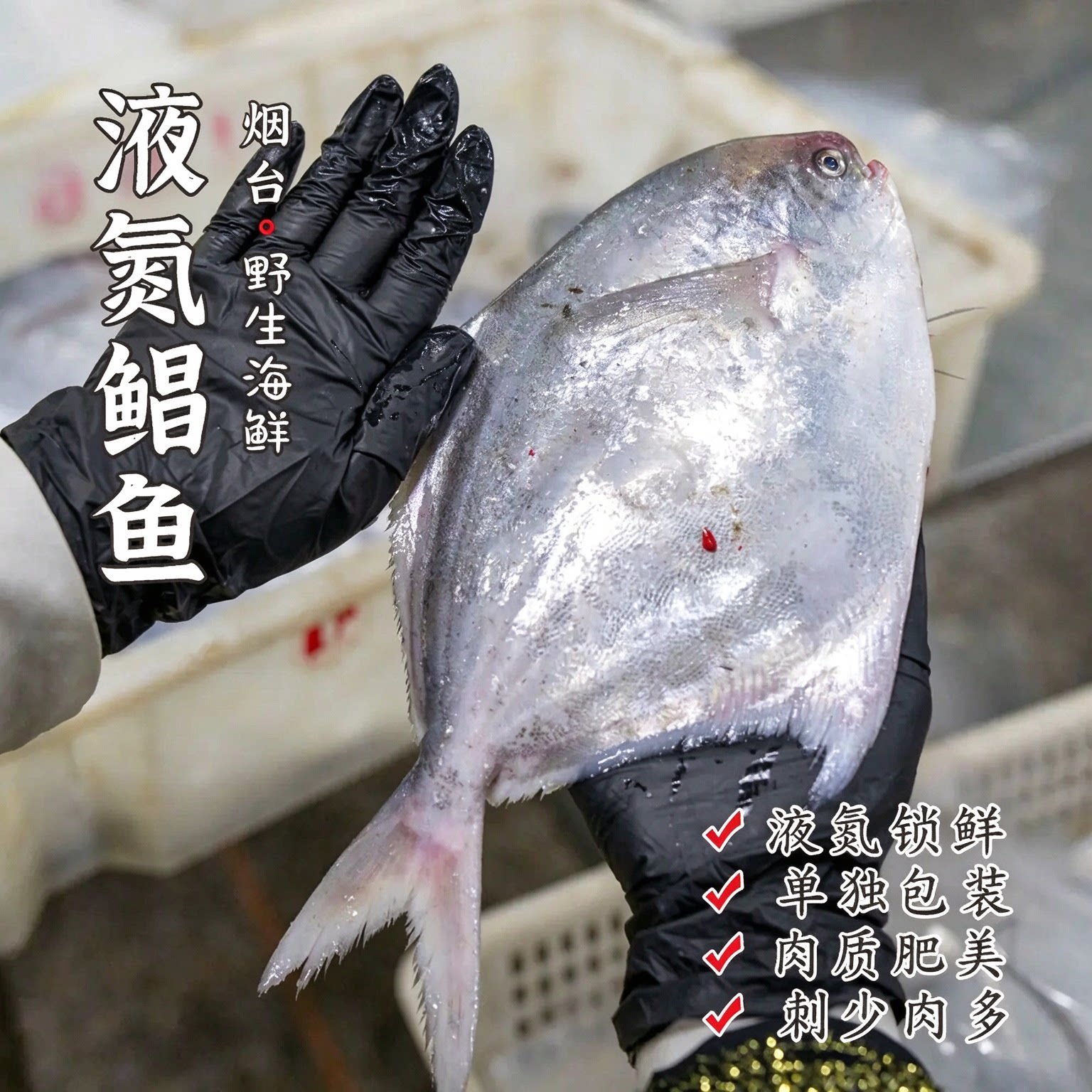 C直播鲳鱼新鲜冷冻银鲳鱼白鲳海鲜水产鲜活海鱼平鱼仓鱼野生鲳鳊