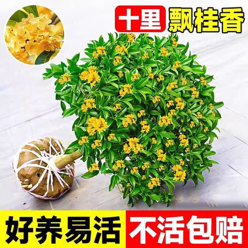 四季桂盆栽花树苗可食用开