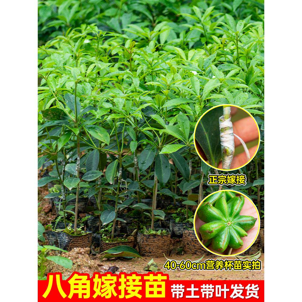 嫁接八角树苗大红带土叶盆